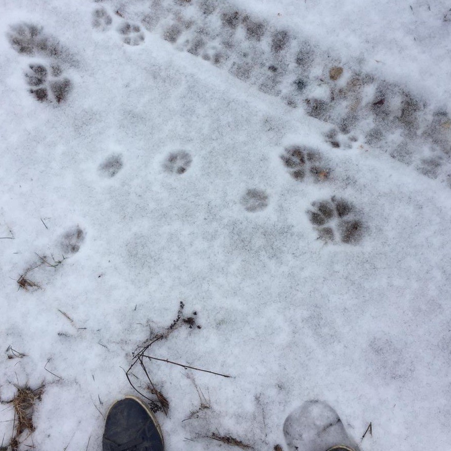 Следы лисы, волка, собаки, ведмедя, зайца на снегу: фото и видео