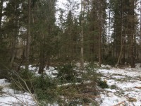 Полицейские Тверской области установили личности «черных» лесорубов - Новости ТИА