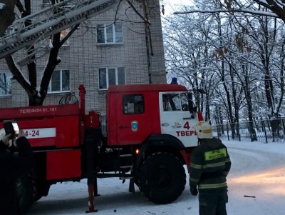 В Твери спасли замерзающего на дереве кота - Новости ТИА