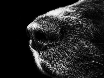 Сведения о стае агрессивных собак в посёлке Тверской области проверит СК - Новости ТИА