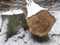 Предприниматель незаконно рубил лес и попытался откупиться от полицейского - Новости ТИА