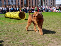 "Лохматый полк": 9 мая в Твери покажут, как собаки спасали людей на войне - Новости ТИА