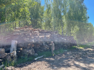Павел Пашков нашёл завалы гниющей древесины в Тверской области  - Новости ТИА