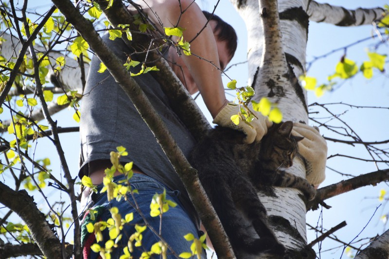 Какую службу вызвать чтобы снять кошку с дерева