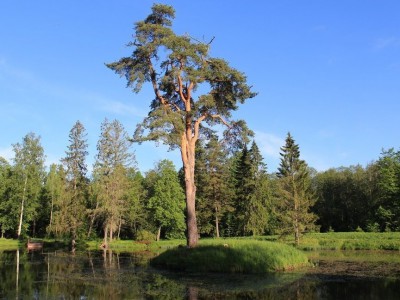В общероссийском конкурсе деревьев участвует сосна из усадьбы Знаменское-Раёк - новости ТИА