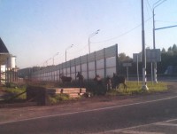 В Тверской области к кафе на трассе вышли 5 лосят - Новости ТИА