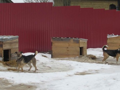 В Тверской области школьники взяли шефство над 300 бездомными собаками - Новости ТИА