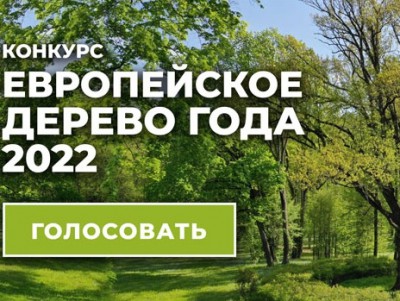 Жителей Тверской области приглашают проголосовать за дерево - новости ТИА