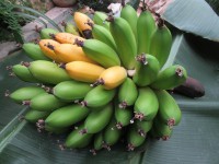 В Твери созрела первая 15-килограммовая гроздь бананов - Новости ТИА