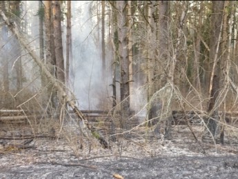 В Тверской области установлена дата начала пожароопасного сезона - новости ТИА