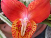 В ботаническом саду цветет Disa uniflora - Новости ТИА