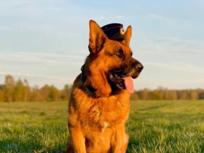 Служебный пёс Риччи из Твери - настоящий профессионал и отличный помощник - Новости ТИА
