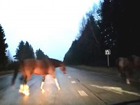 В Тверской области табун лошадей  гулял по автодороге, мешая водителям проехать - новости ТИА