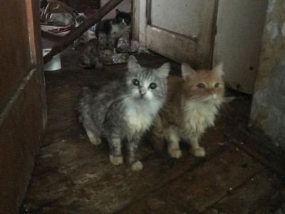 Тверские волонтёры показали, какими стали кошки из квартиры-концлагеря  - Новости ТИА