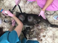 На мужчину, расстрелявшего пса Рекса в Тверской области, завели уголовное дело - Новости ТИА