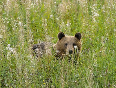 В Тверской области медведи пошли гулять в овсы - Новости ТИА