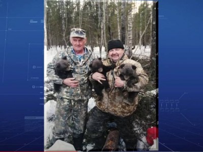 В Тверскую области привезли трёх медвежат-сирот из Костромы - Новости ТИА
