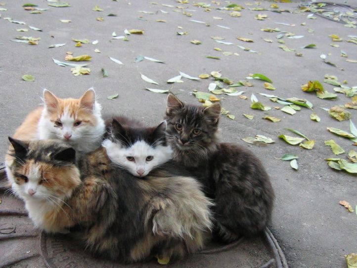 Фото с сайта http://tverlib.ru/ <p>Фото с сайта http://tverlib.ru/</p>