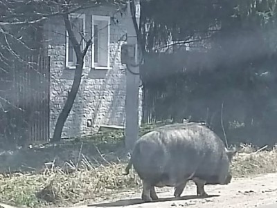 По улице в Твери разгуливает свинья - новости ТИА