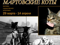 Тверичан приглашают посмотреть на мартовских котов - новости ТИА