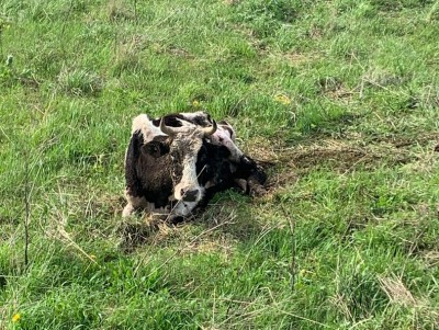 Несмотря на штрафы и проверки на ферме в Тверской области умирают коровы - новости ТИА