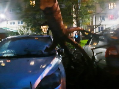 В Тверской области сильный ветер повалил дерево на припаркованные машины - новости ТИА