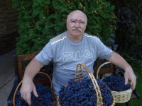 В Твери мичуринец-самоучка выращивает виноград, персики, черешню, алычу и собирает урожай вёдрами - Новости ТИА