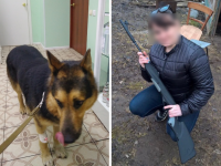 Под Тверью молодая женщина накормила собаку колбасой с иголками и рассказала детям - Новости ТИА