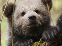 Все подопечные Центра спасения медвежат-сирот набрали вес и готовятся к выпуску в лес - новости ТИА
