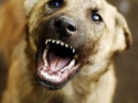 В Твери на женщину с годовалым ребенком напала стая бродячих собак - Новости ТИА