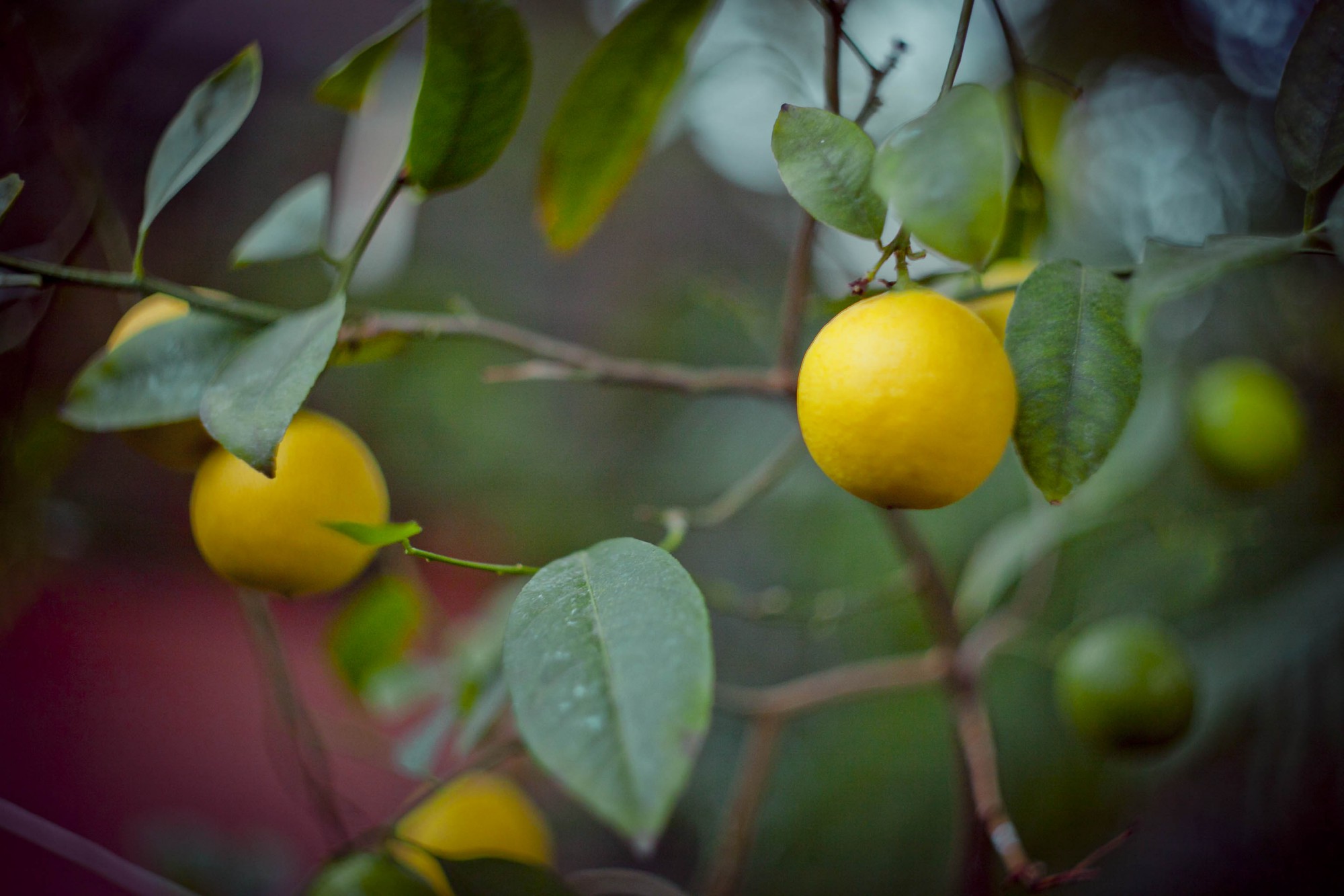 День апельсинов и лимонов картинки. Спелый плод лимон. Маленькие круглые лимоны.