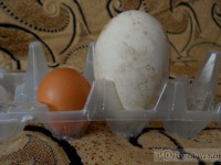 Огромное яйцо, снесённое курицей из Тверской области, попало в Книгу рекордов России - новости ТИА