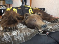 В Тверской области арестовали похитителей медвежьих шкур и кабаньих голов - Новости ТИА