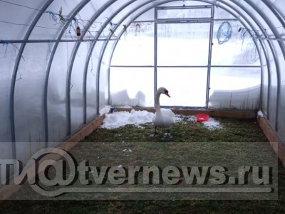 В Тверской области замёрзший лебедь пришёл погреться в теплицу - Новости ТИА