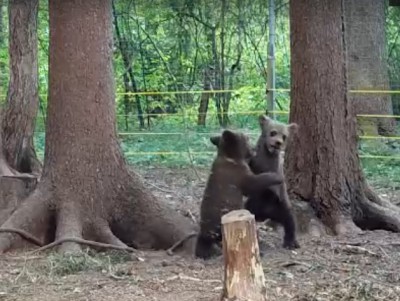 Биологи Центра спасения медвежат поделились видео о жизни Ёжика и Веснушкина - новости ТИА