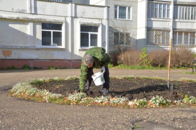 В Твери высадят почти 90 тысяч луковиц тюльпанов - Новости ТИА