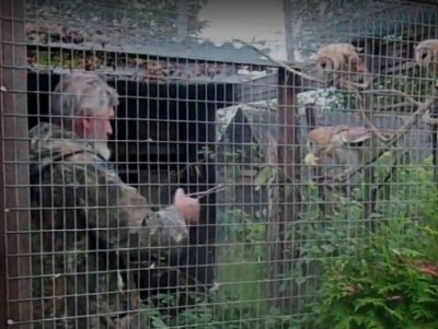 Центр реабилитации диких животных показал, как сипухи вылетают на завтрак - Новости ТИА