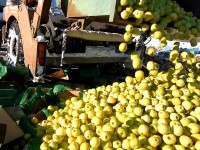 В Тверской области уничтожили около 20 тонн польских яблок - Новости ТИА