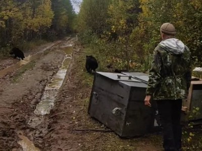 Медвежат из Кировской области выходили тверские волонтеры  - новости ТИА