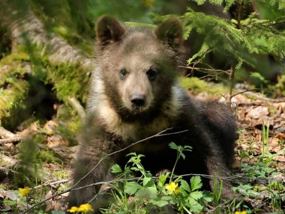 Тверские биологи рассказали, откуда у бурых медвежат белые пятна на шубке - Новости ТИА