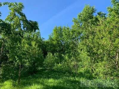 Житель Тверской области обманом нарубил деревьев на 2,6 млн рублей - Новости ТИА