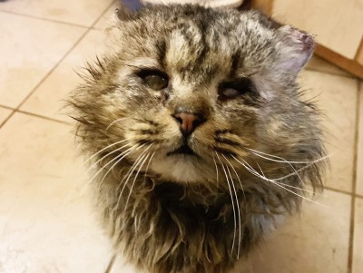 В Твери молодая пара спасла слепого обмороженного кота - Новости ТИА
