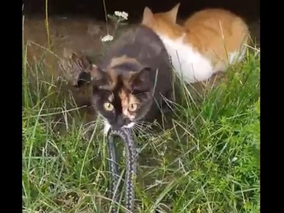 Нашествие змей продолжается: гадам дают клички и кошки охотятся на гадюк - Новости ТИА