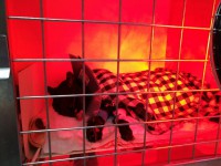 "Мягкой травки, малыш": умер кот Нафаня, пострадавший в страшном пожаре на улице Горького - новости ТИА