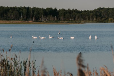 В Лихославльский район прилетели лебеди - Новости ТИА