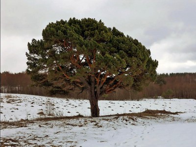 Дремучие туристы могут погубить уникальное дерево в Тверской области - новости ТИА