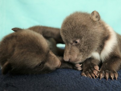 У малышей в Центре спасения медвежат-сирот открылись глазки  - Новости ТИА
