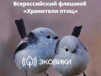 В Тверской области стартует флешмоб “Хранители птиц” - новости ТИА