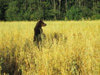 Центрально-Лесной государственный заповедник приглашает понаблюдать за медведями на овсяных полях - Новости ТИА