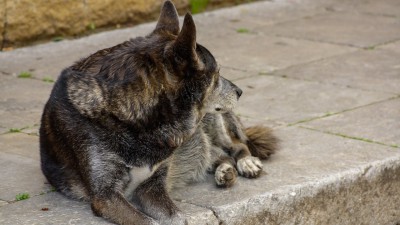 В Тверской области бездомная собака напала на маленького ребёнка  - Новости ТИА
